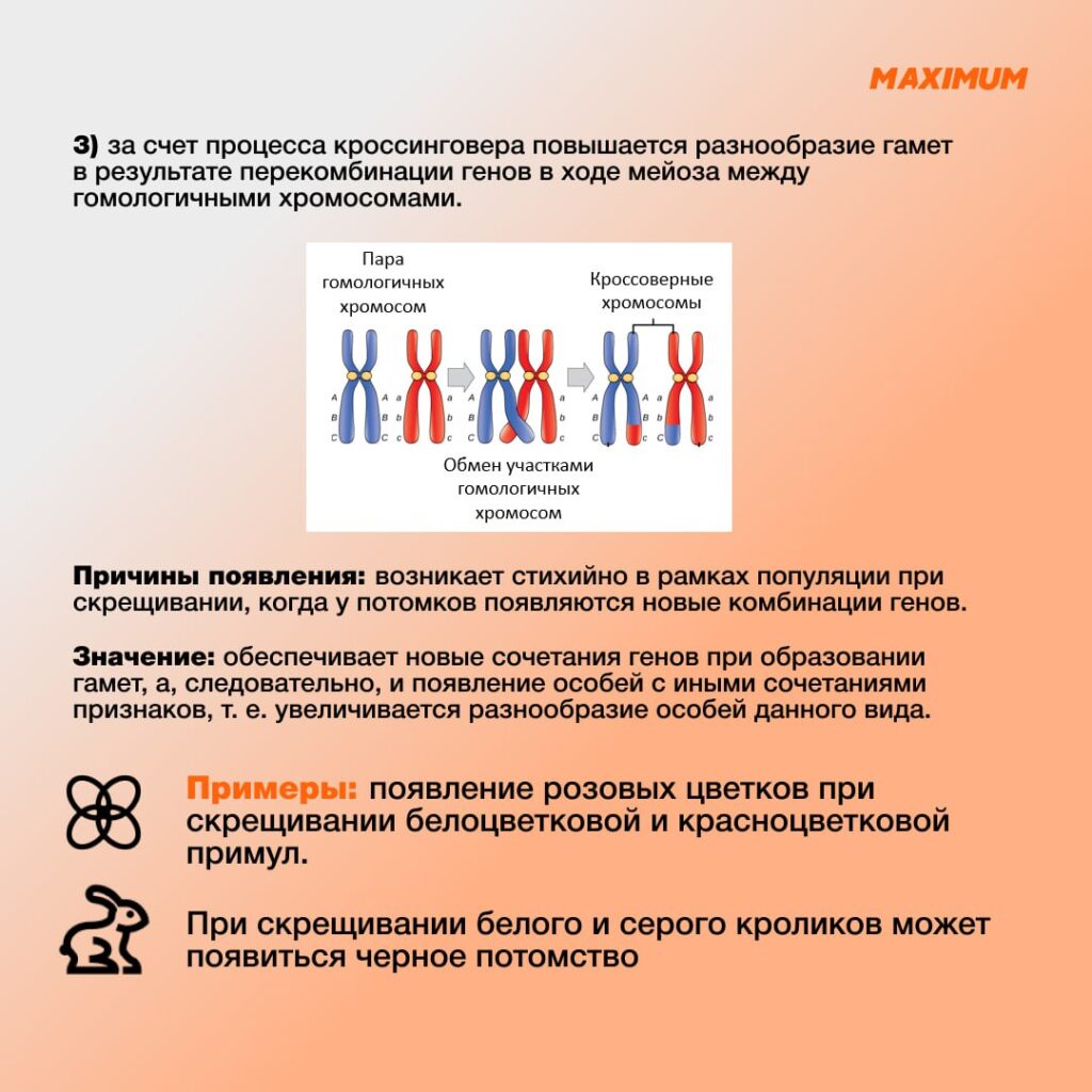 комбинаторная изменчивость 2