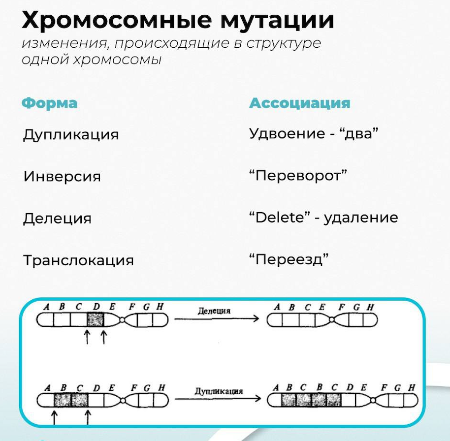 изменчивость мутация