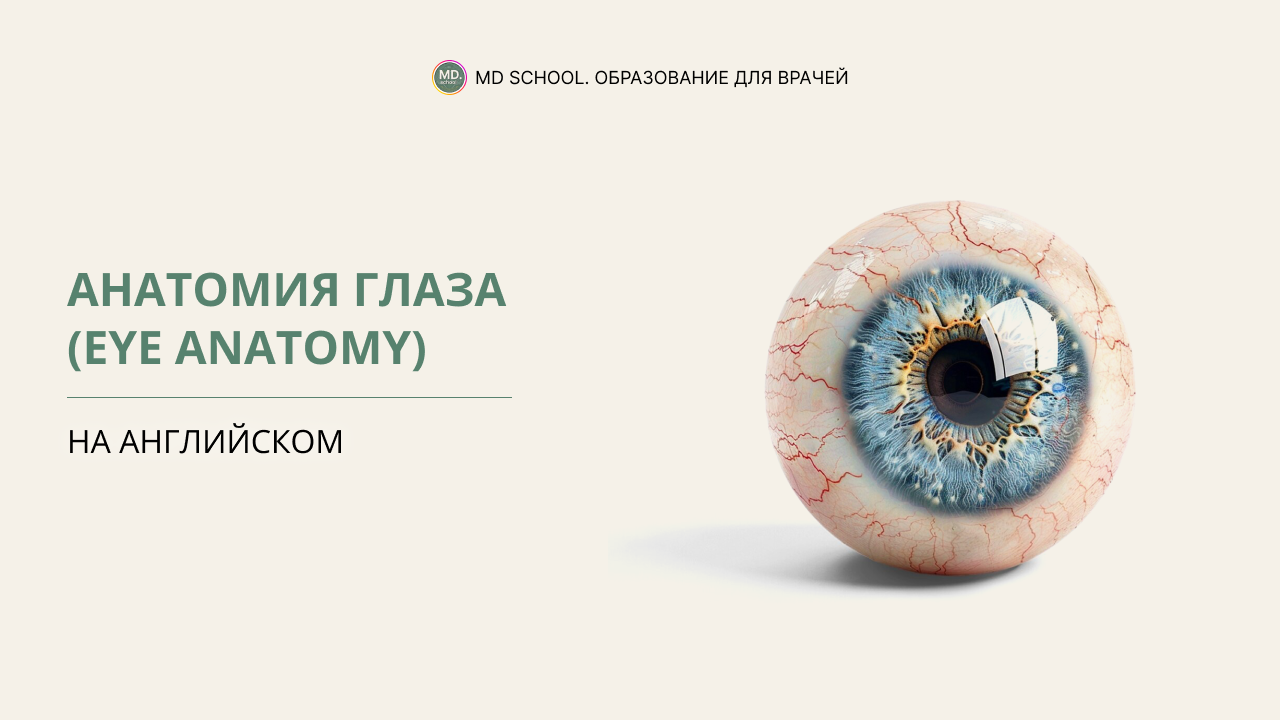 Картинка статьи Анатомия глаза (Eye anatomy) на английском