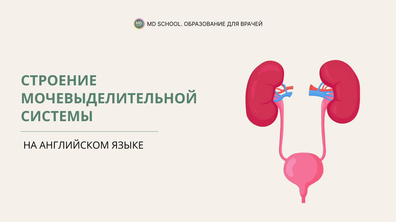 Картинка статьи Строение мочевыделительной системы на английском языке