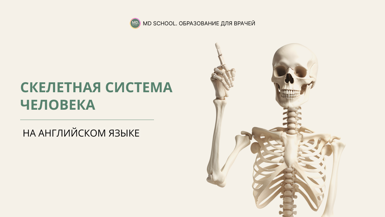 Картинка статьи Скелетная система человека на английском языке