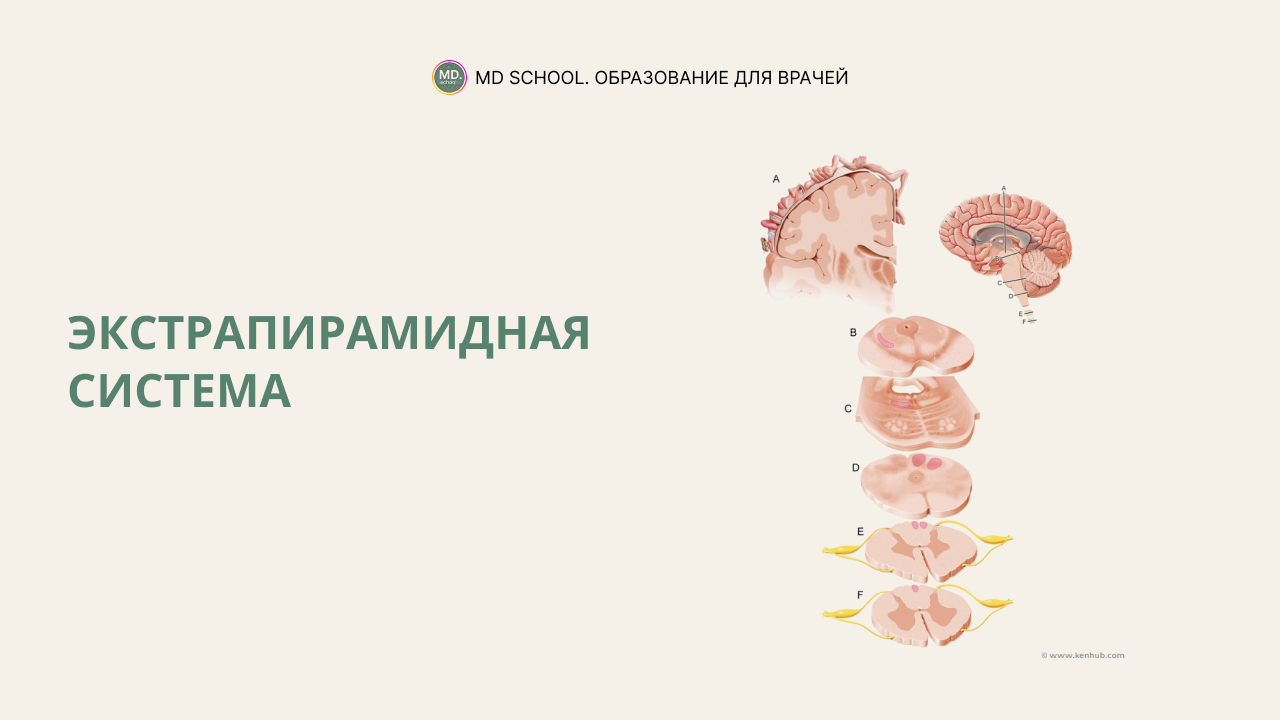 Картинка статьи Что такое экстрапирамидная система