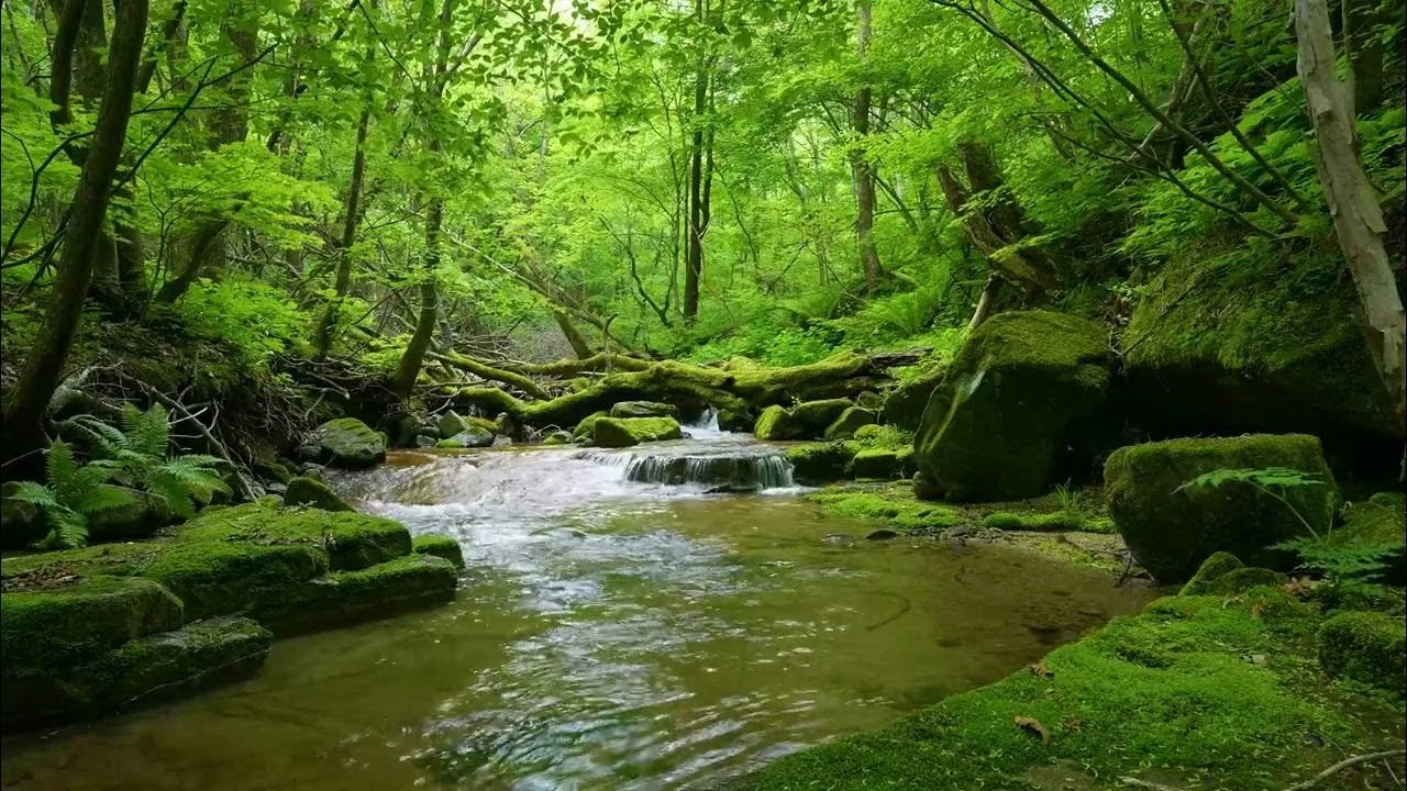 природа, лес и озеро