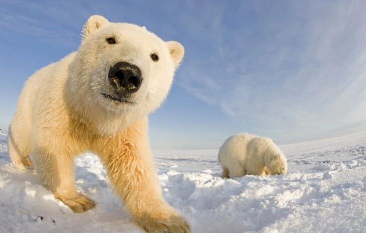 Ловушка белого медведя или почему нельзя запрещать себе думать во время медитации