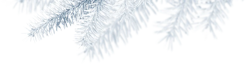 Лапник ёлки