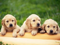 122.3cute-dogs1-250x188.jpg