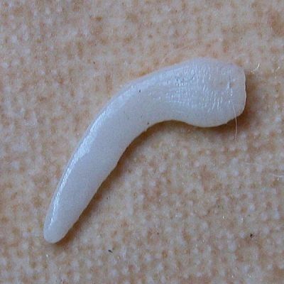 lichinka askaridy.jpg