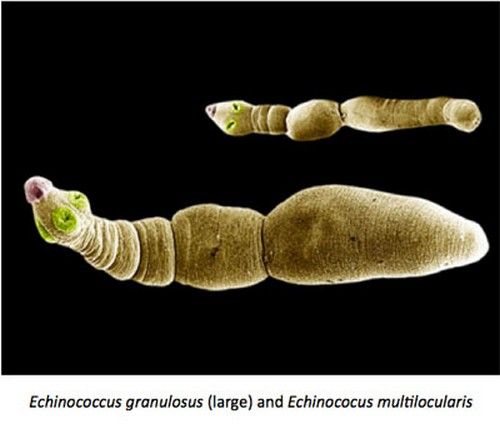 tsvet ehinokokka.jpg