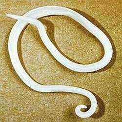 vzroslaya askarida.jpg