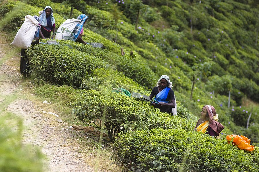 сбор чайного листа в Шри-Ланке