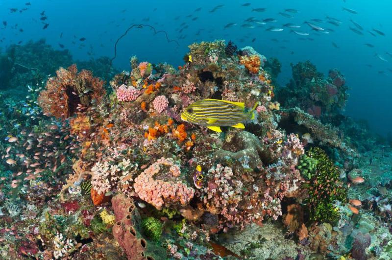 Коралловый риф в Индонезии