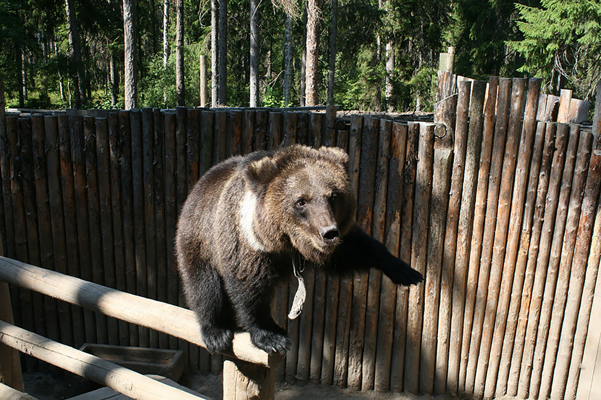 Карельский зоопарк