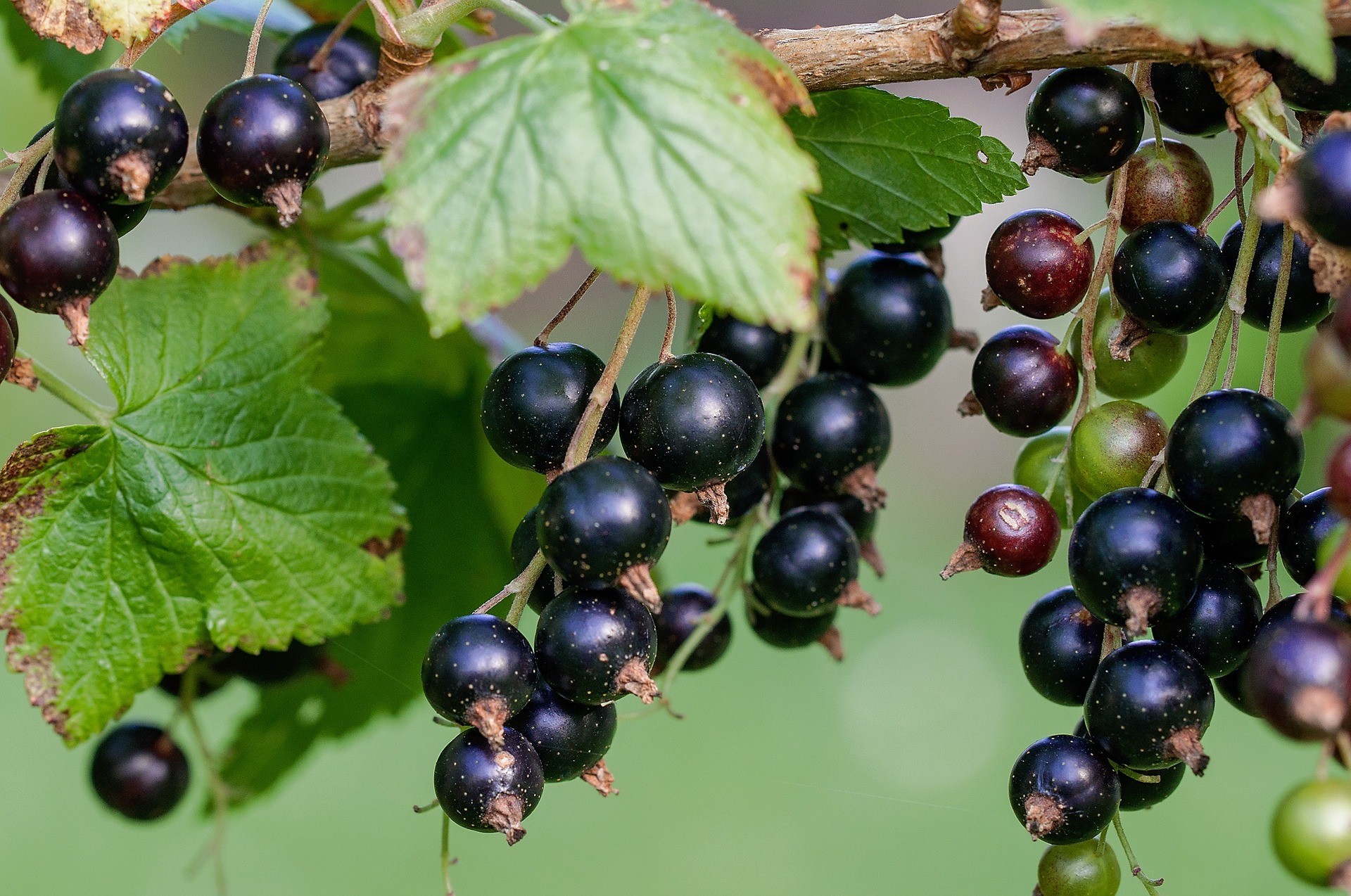 Смородина черная (ribes nigrum)