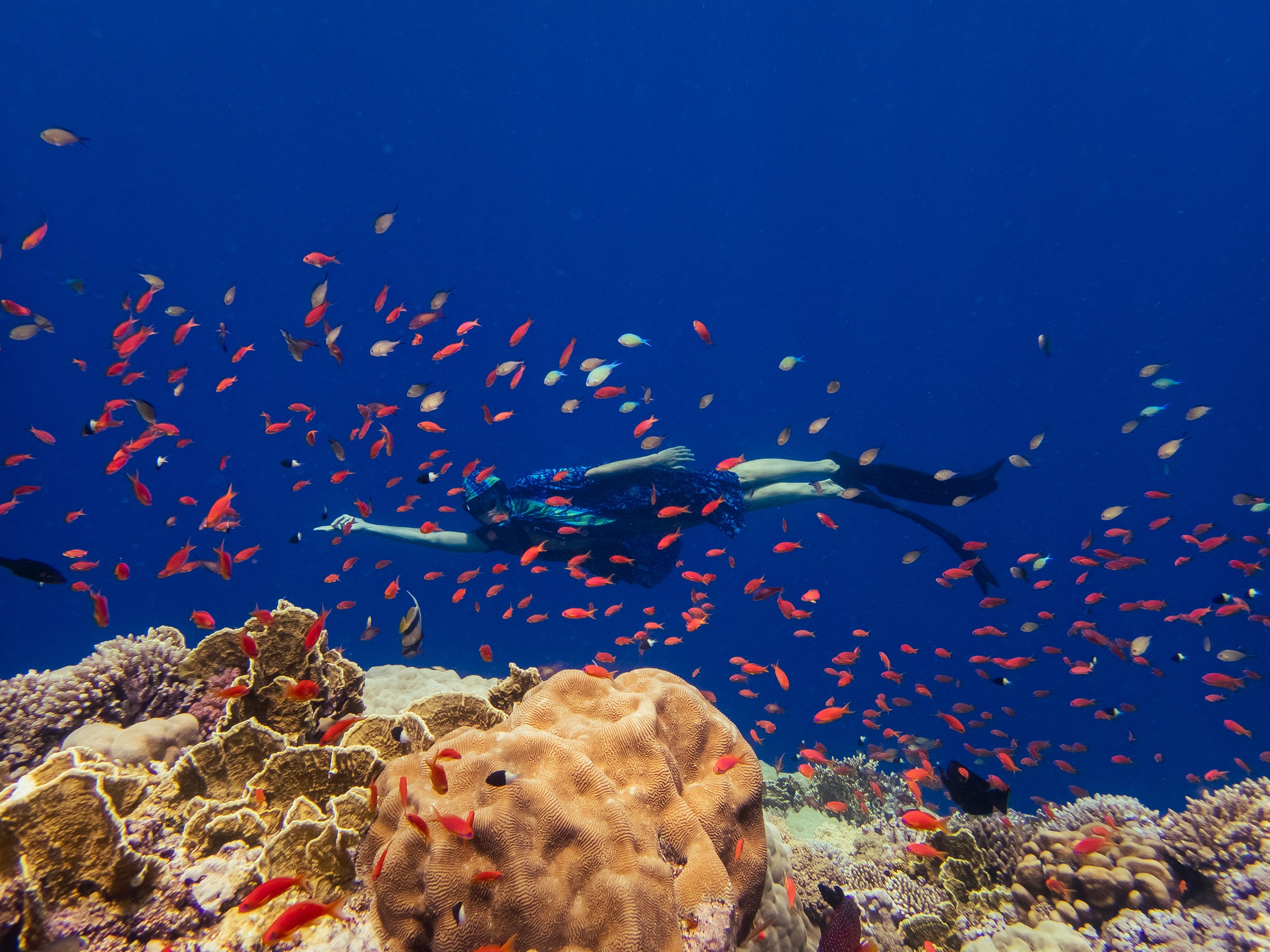 Коралловый риф и рыбки в Дахабе