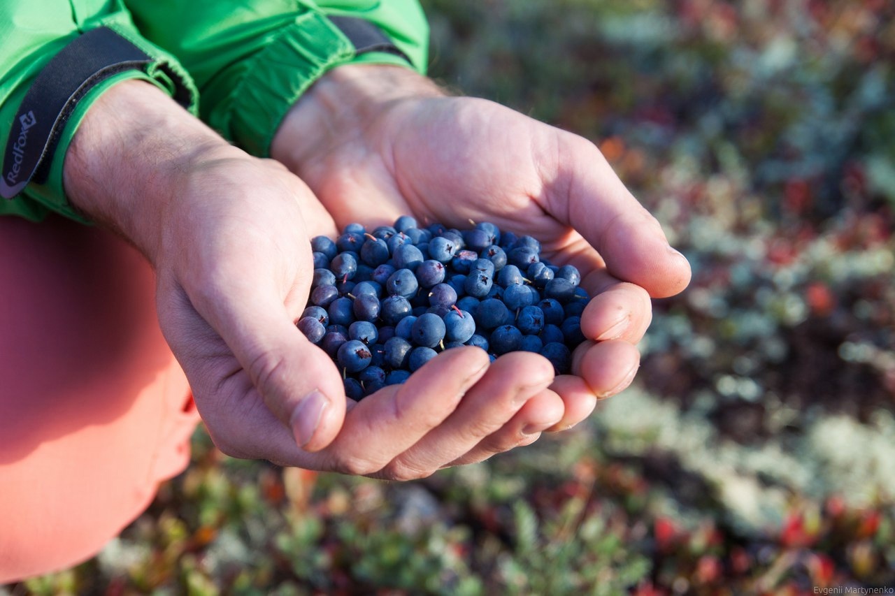 ягоды в лесу