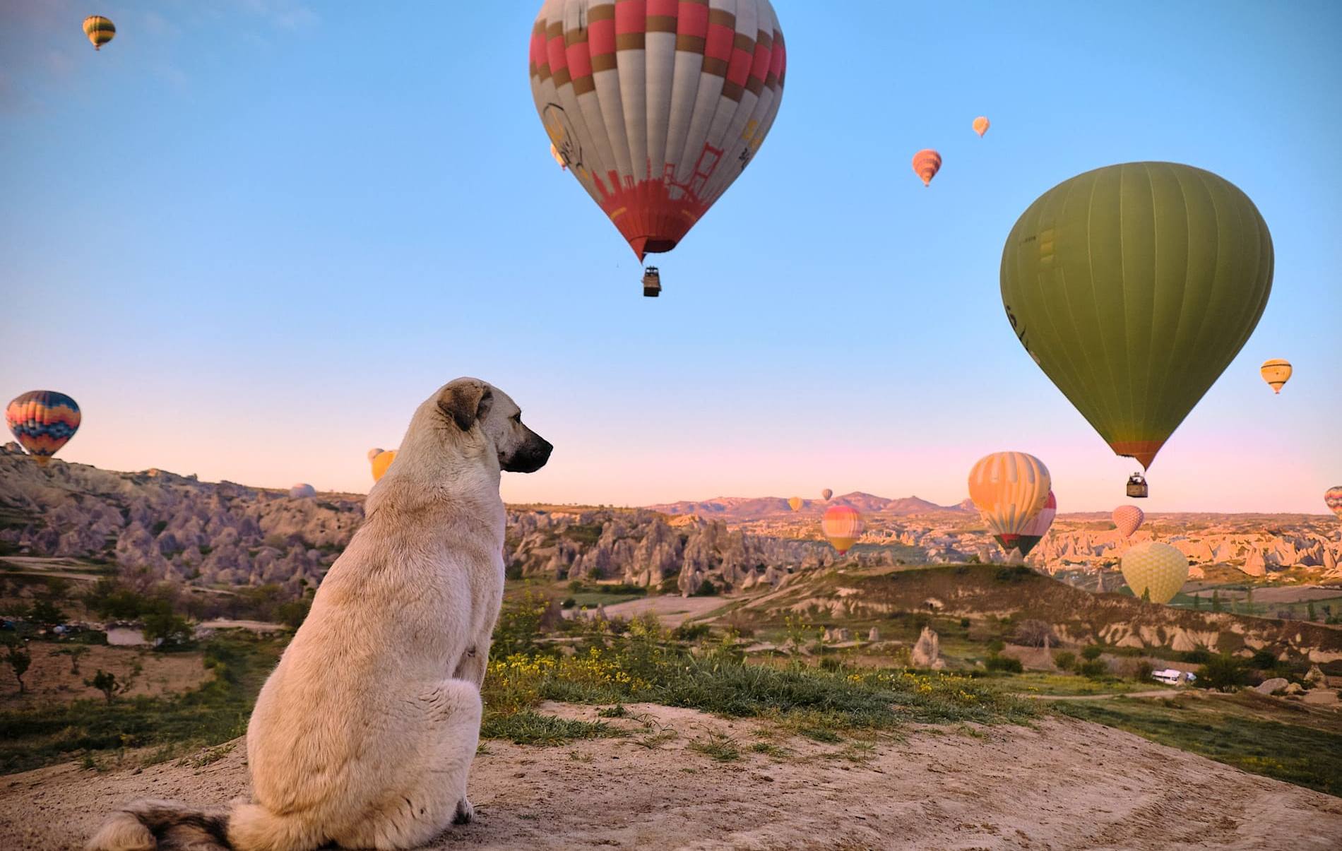 Активный отдых с собакой