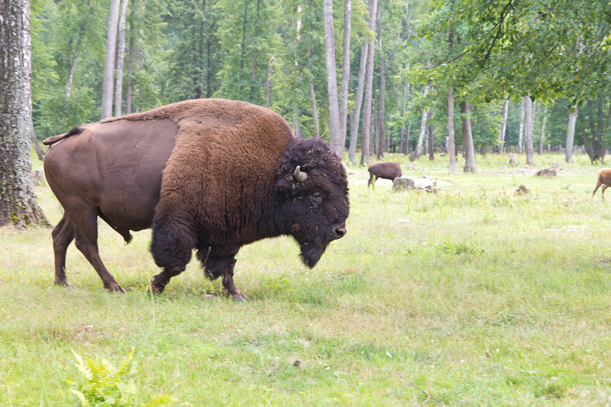 зубры в заповеднике