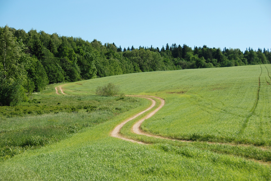 мурановский лес