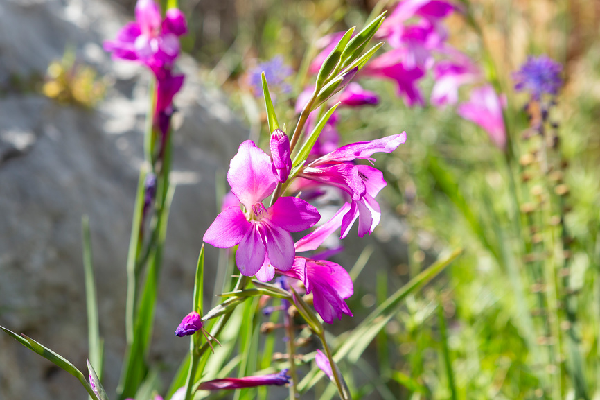 природа ликийской тропы