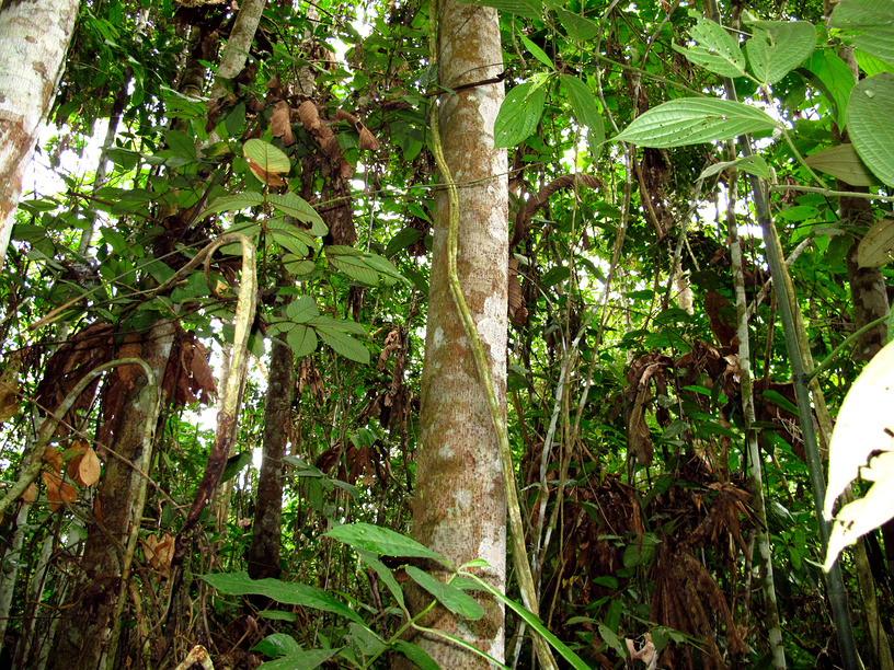 Природа Южной Америки джунгли Амазонки