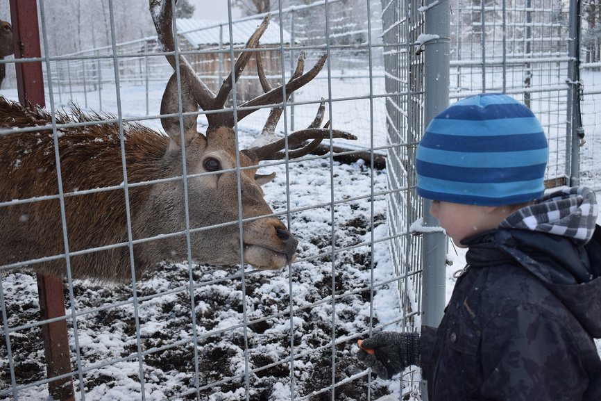 Карельский зоопарк