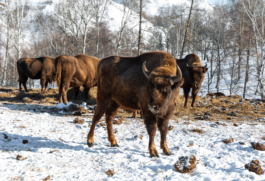 питомник зубров на алтае