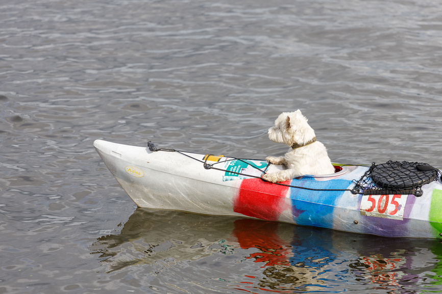четвероногий турист на каяке