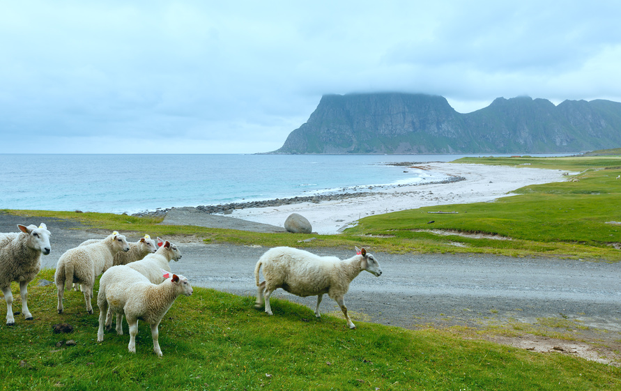 поход лофонтены