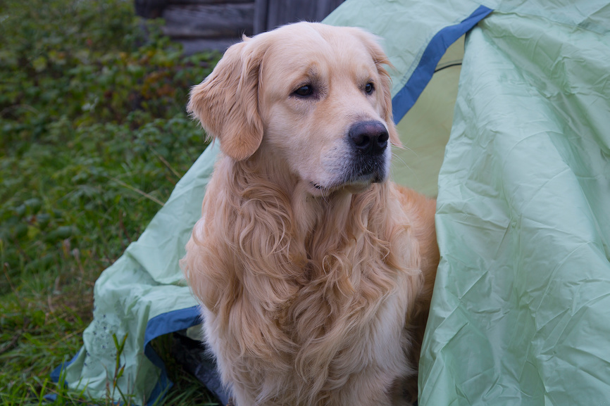 Собака в походе