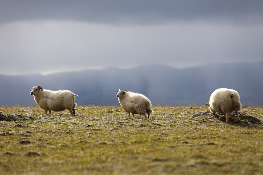 животные в исландии