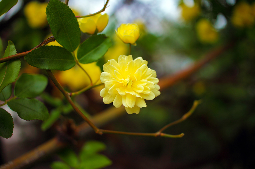 крымская роза