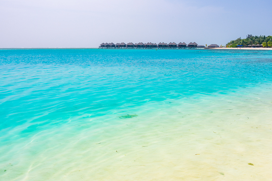 Акула на пляже на Мальдивах