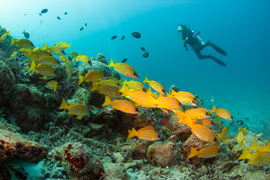 Дайвинг на Мальдивах