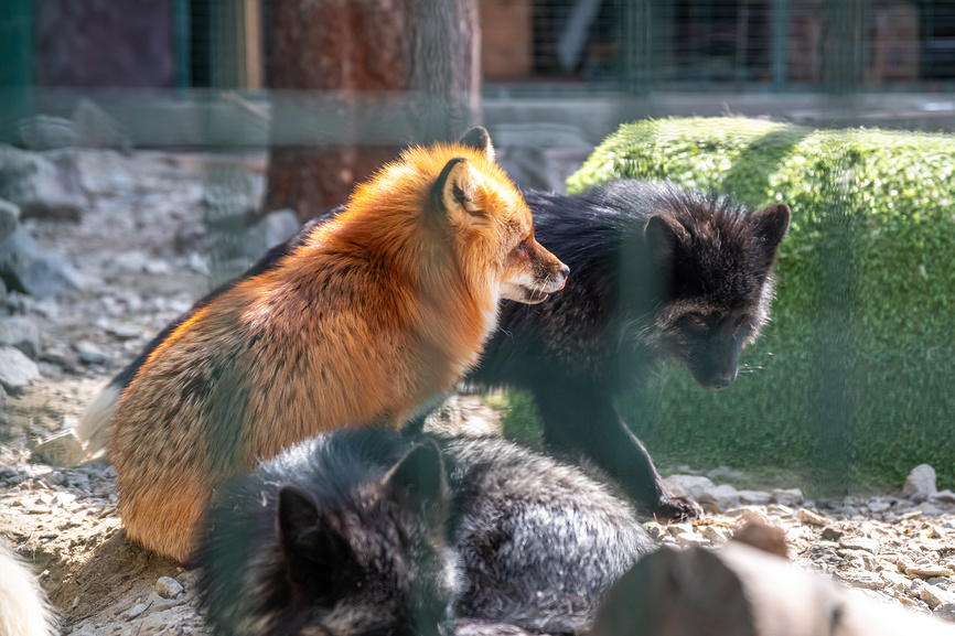 лисицы с разным окрасом