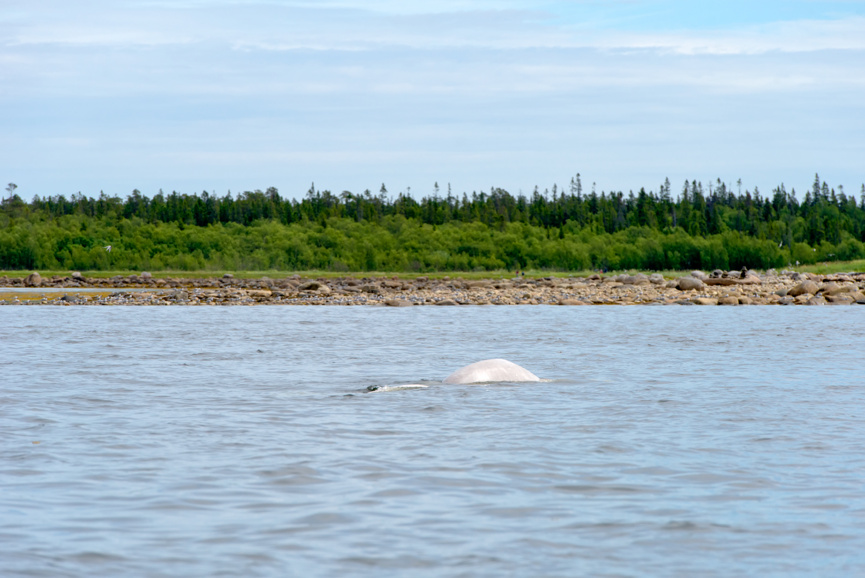 Белуха резвится в водах Соловецкого архипелага