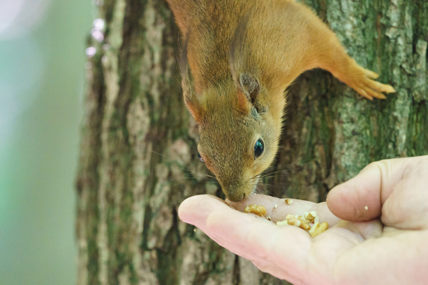 Человек подкармливает белку