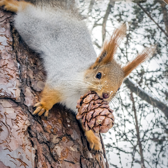 Белка с кедровой шишкой