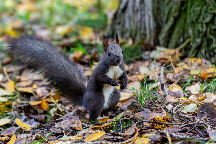 Черная белка