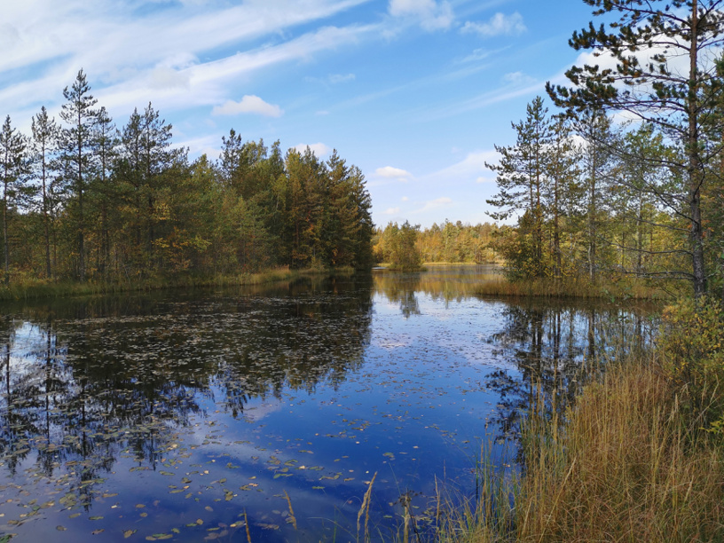 Сестрорецкое болото