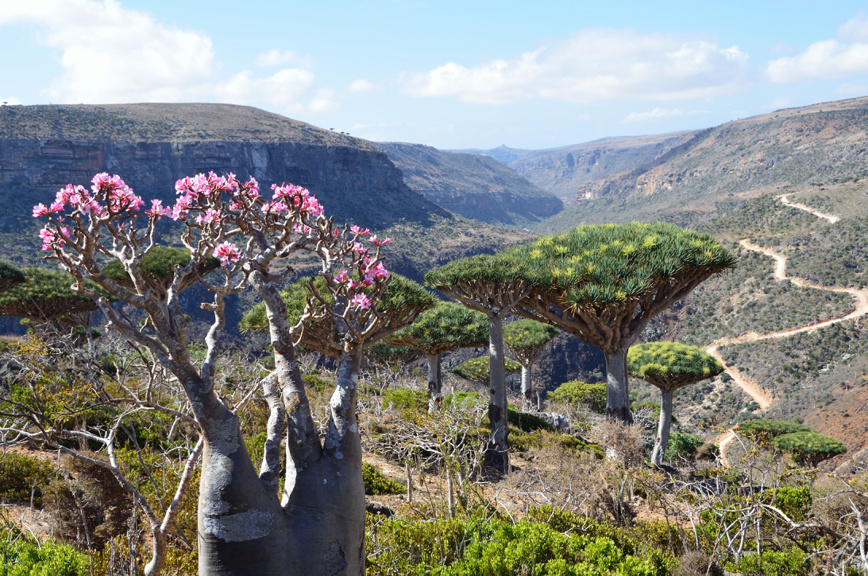 драконовые и бутылочные деревья, остров Сокотра