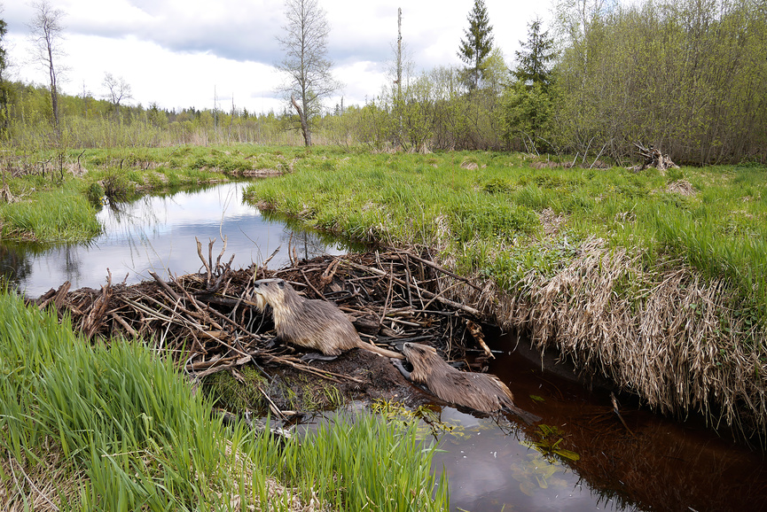 Бобровая плотина
