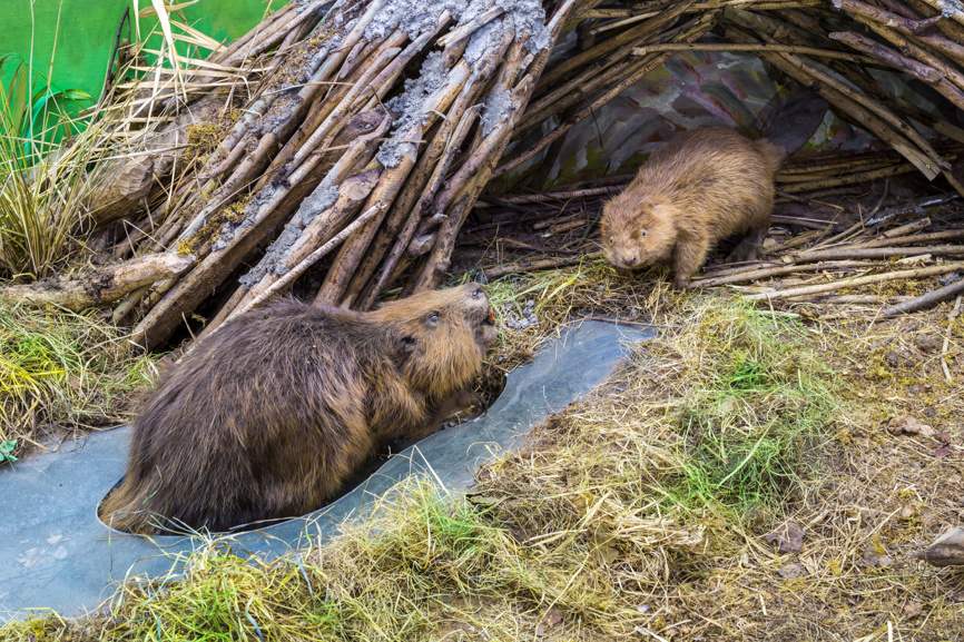 Бобровая семья
