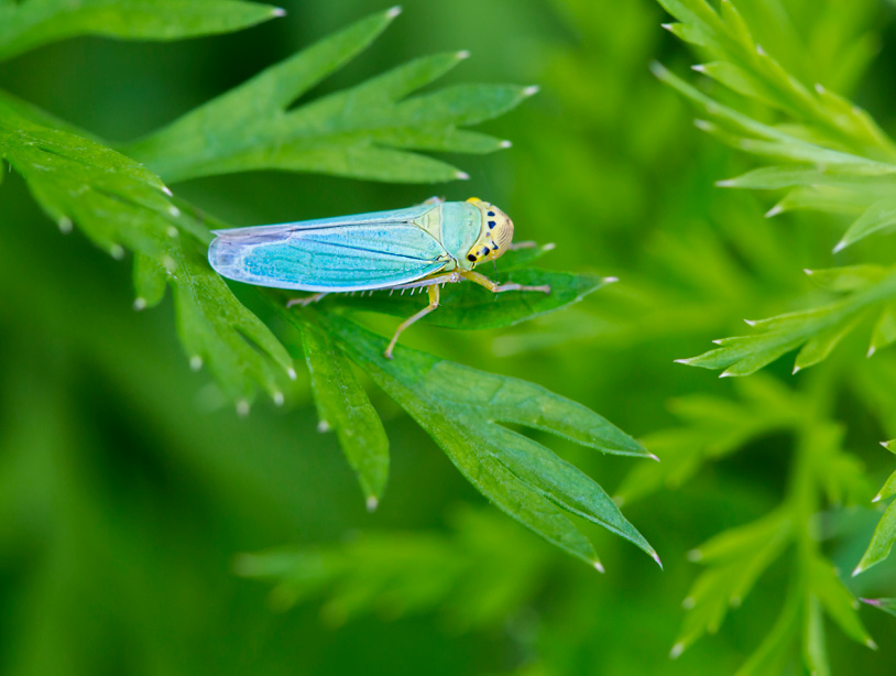 Зеленая цикада