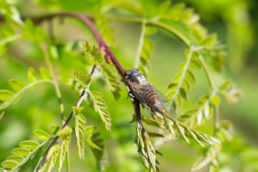 Цикада на дереве