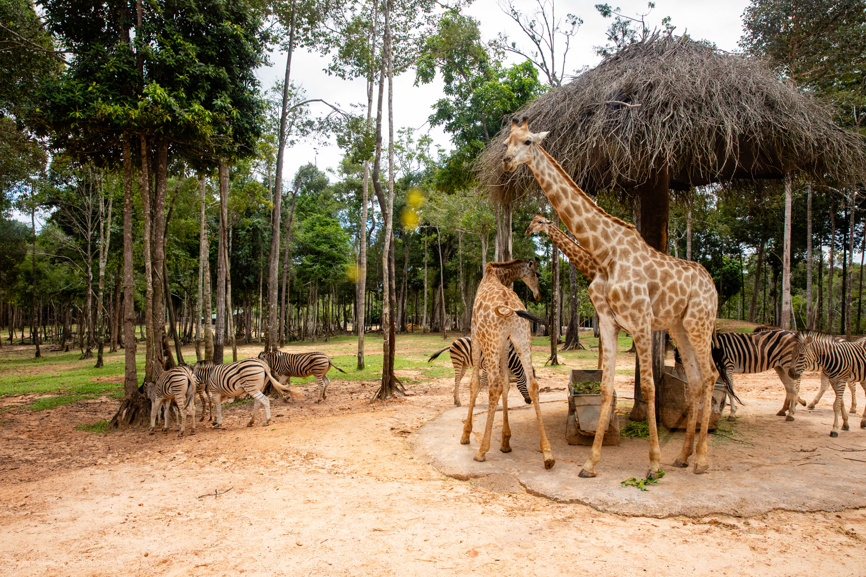 Жирафы и зебры