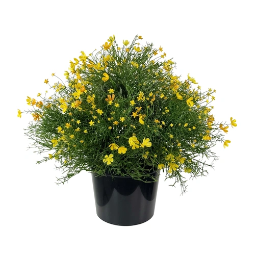 Купить лобелия, 50 см от Shishi