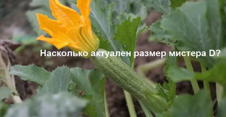 Имеет ли значение размер пениса?