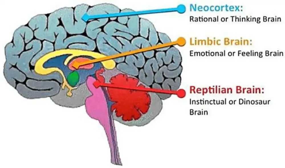 freud--images_articles_bessoznatelnoe-po-frejdu_bsf2.webp
