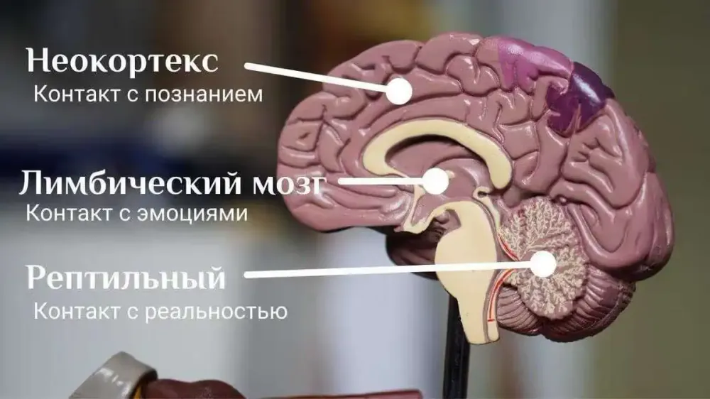MacLean's triune brain