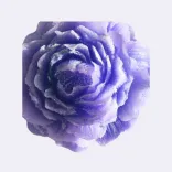 Rose violett — Vorschau 1